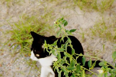 High angle view of cat amidst plants