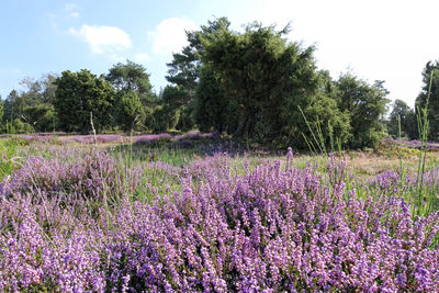 Purple flowering plants on field against sky