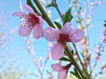 Close-up of pink cherry blossoms