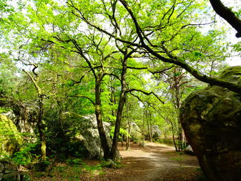 Trees in forest