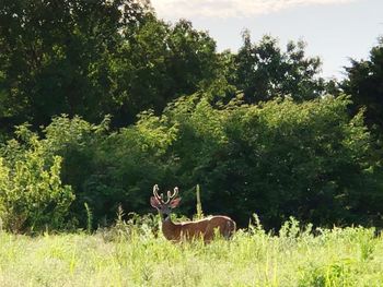 Deer in a field