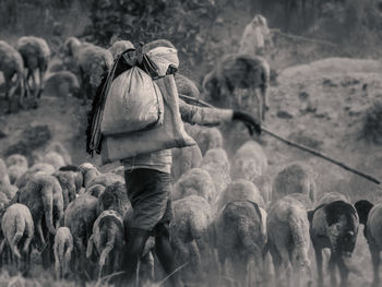 Rear view of man herding sheep