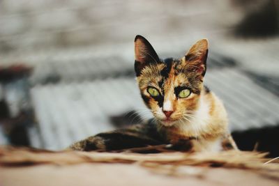 Portrait of stray cat