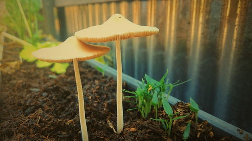 Close-up of mushroom growing on field