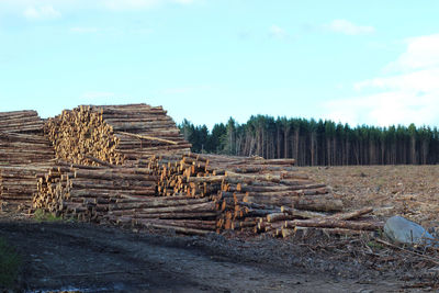 Stack of logs on field in forest against sky