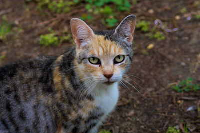 Close-up portrait of ginger cat