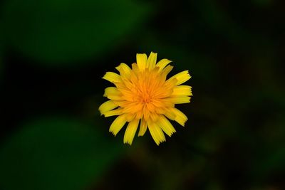 Close-up of yellow flowering plant