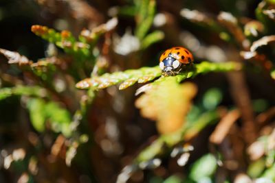 Close-up of ladybug on flower