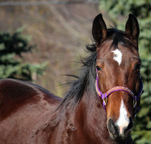 Portrait of horse in ranch