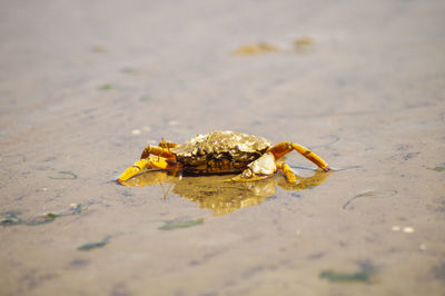 Close-up of crab on beach