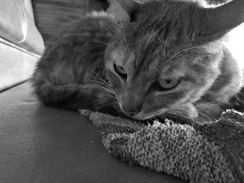 Close-up of cat relaxing on floor