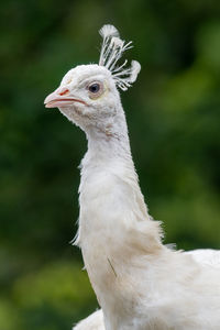 Head shot of a white peacock with a green background