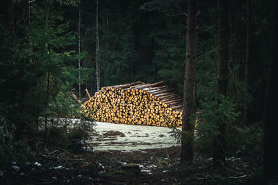 Stack of logs in forest