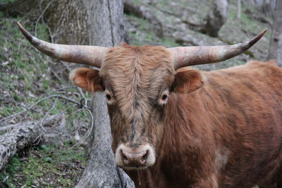 Portrait of young highland cattle standing on field