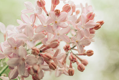 Close-up of pink lilac