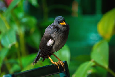 Close-up of bird perching outdoors