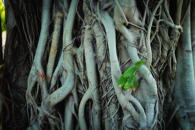 Close-up of fresh green leaves in tree