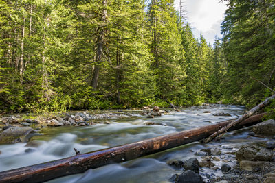 Scenic view of river stream amidst trees in forest