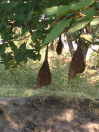 Clothes hanging on tree