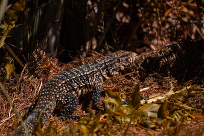 Close-up of lizard on field