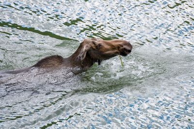 Cat swimming in river