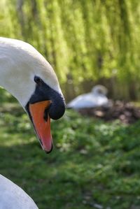 Close-up of mute swan