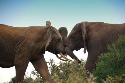 Elephants fighting on field against clear sky
