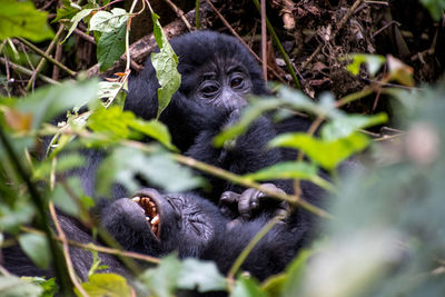 Portrait of a monkey