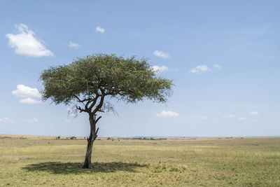 Tree on field against sky