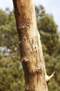 Close-up of tree trunk