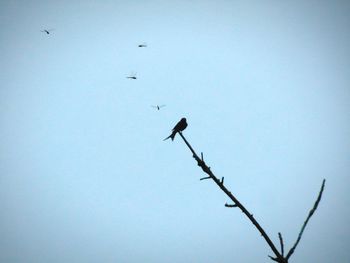 Low angle view of silhouette birds flying against clear sky