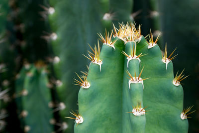 Close-up of prickly pear cactus