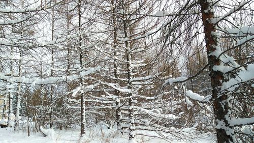 Full frame shot of trees in forest