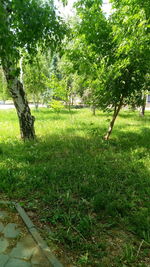 Trees on field