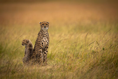 Cheetah sitting on field in zoo