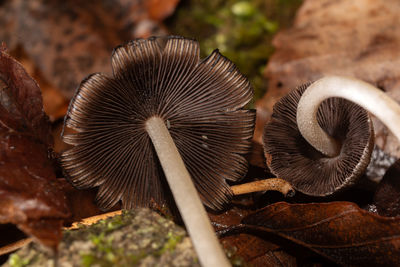 mushroom