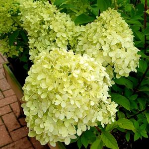 Close-up of fresh white flowering plant