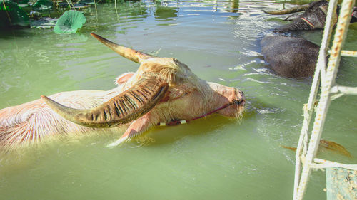 High angle view of turtle swimming in lake