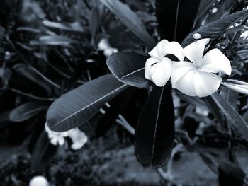 Close-up of insect on flower