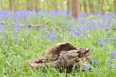 Close-up of crocus on field