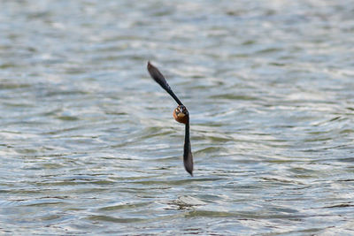 Close-up of bird above water