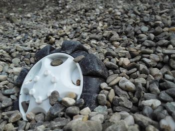 High angle view of shells on rock