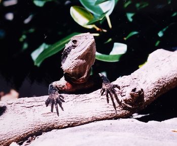 Close-up of a reptile looking away