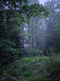 Trees in forest