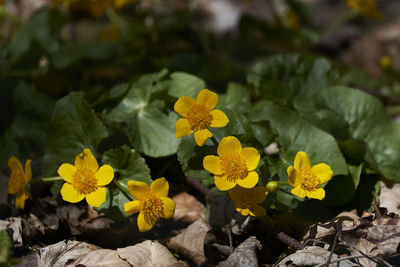 Close-up of yellow flowering plants