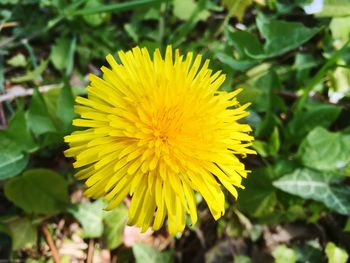 Close-up of yellow flower blooming in field