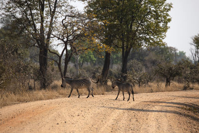 View of a zebra walking on road