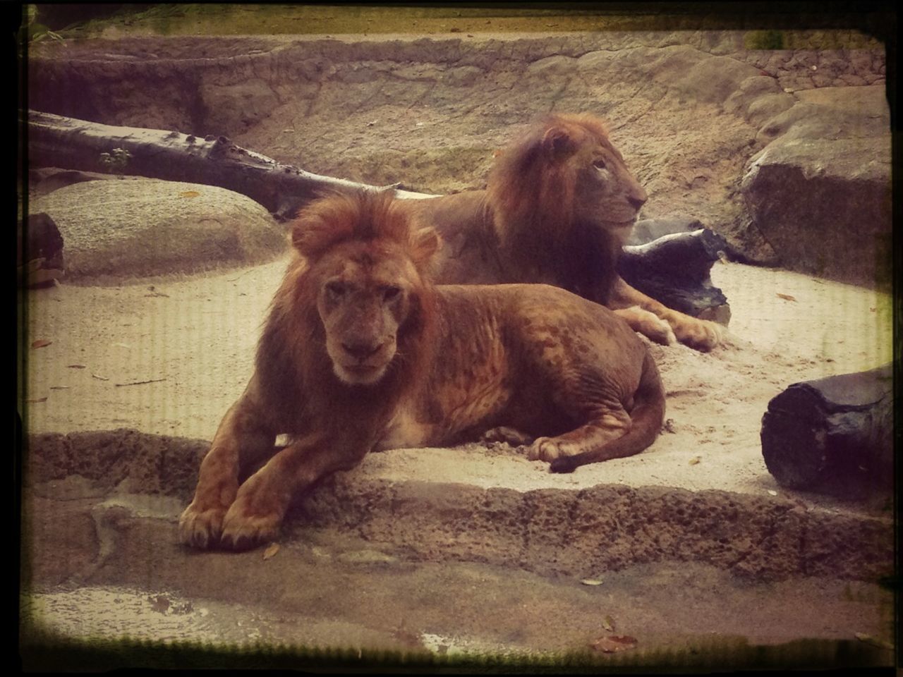 Cat Country @ Mandai Zoo