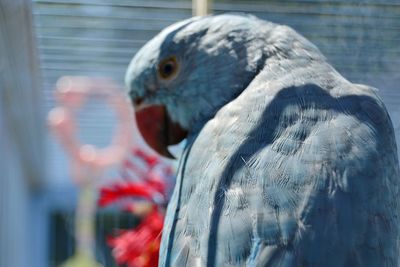 Close-up side view of a parrot