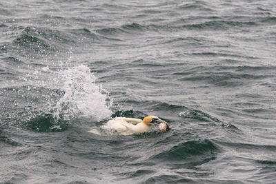 View of turtle in sea